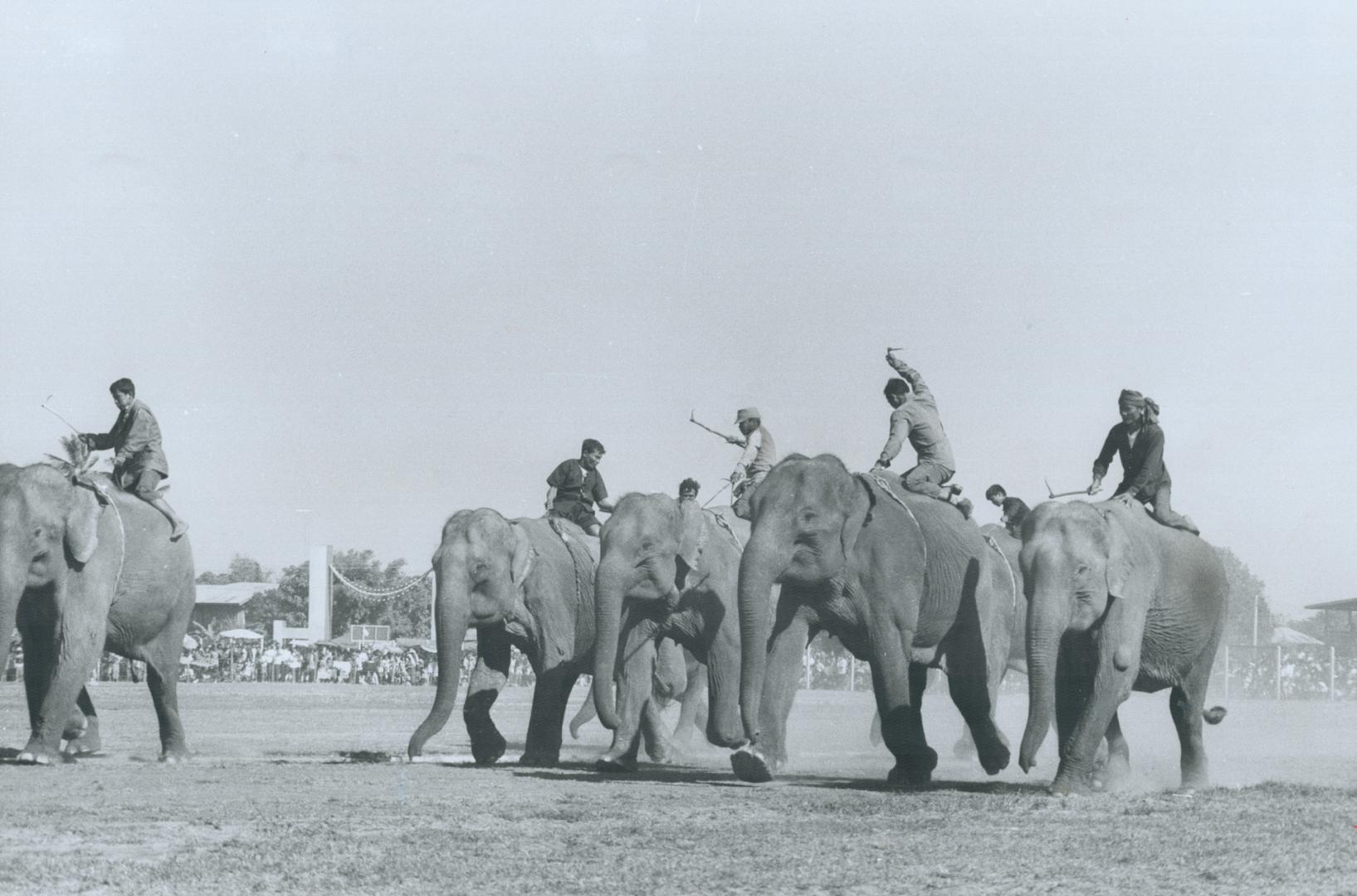 Elephant races are part of the program at a rodeo in the jungles of Thailand, an informal sort of affair where the tourists are vastly outnumbered by (...)