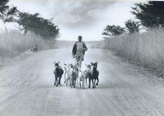 Down a dusty African road, a goatherd drives his flock home after a day of grazing near the Zambian village of Chikankata
