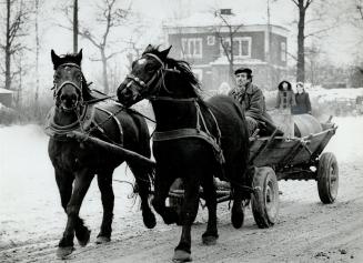 Horse power: Because of the shortage of mechanical parts and the lack of availability of machines themselves, many Polish farmers still use the horse and cart for much of their work