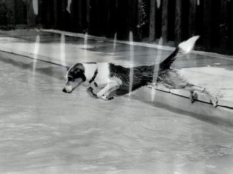 Taking a dive is Tippy, one of the entrants in the dog swimming race being held at the CNE tomorrow