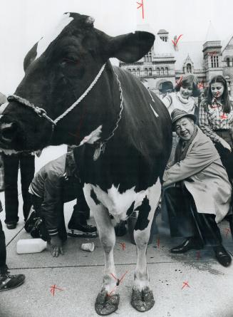 Mayor Fred Beavis tries his hand at milking Mayor Beavis lends a hand