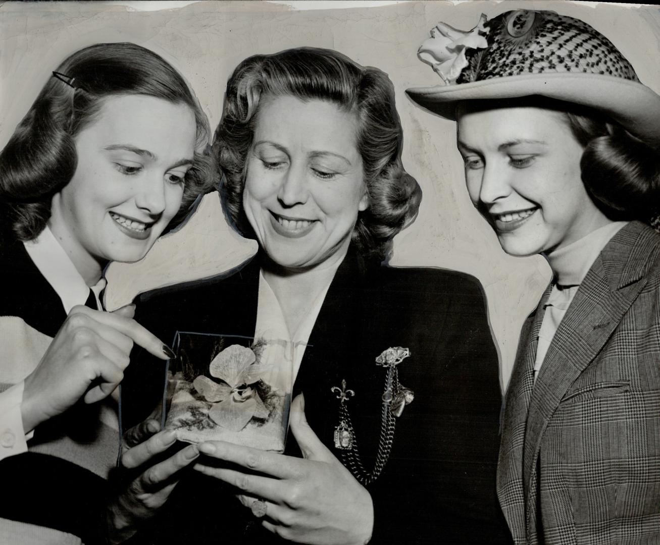 Dehydrated Orchid from Princess Elizabeth's wedding cake is held up Julia Clements from England as Virginia Cullen and Maxine Purvis examine it. [Incomplete]