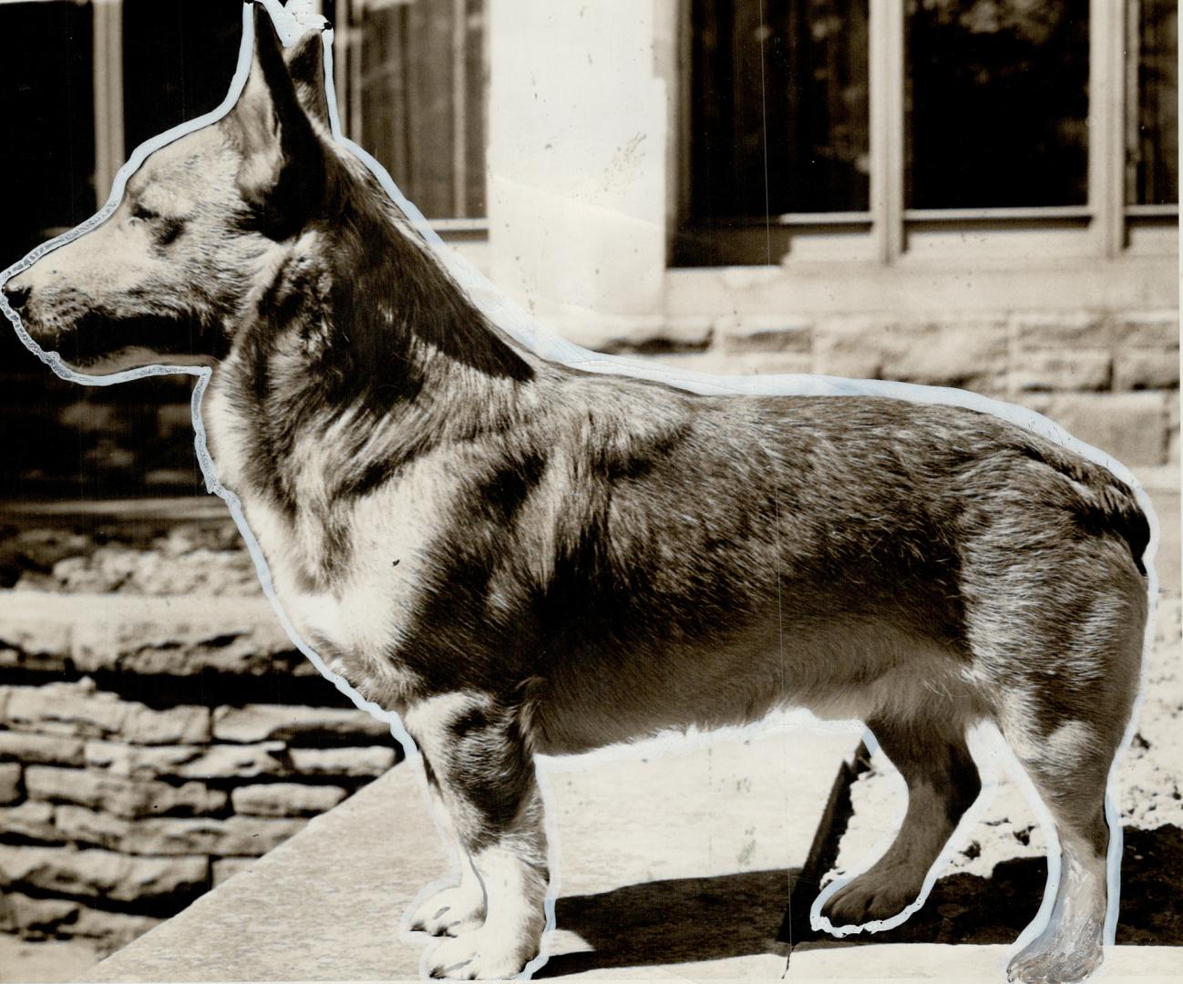 Winner of four firsts and the best in his class at the Westminster show in New York, Wolfox's Maesgwynne Ifan, owned by Colonel Phillips of Oshawa, is(...)