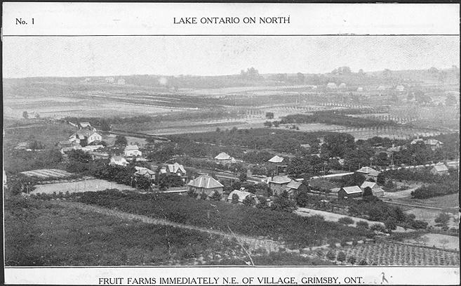 Lake Ontario on North - Fruit farms immediately northeast of Village, Grimsby, Ontario