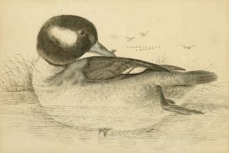 Buffle-Head Duck