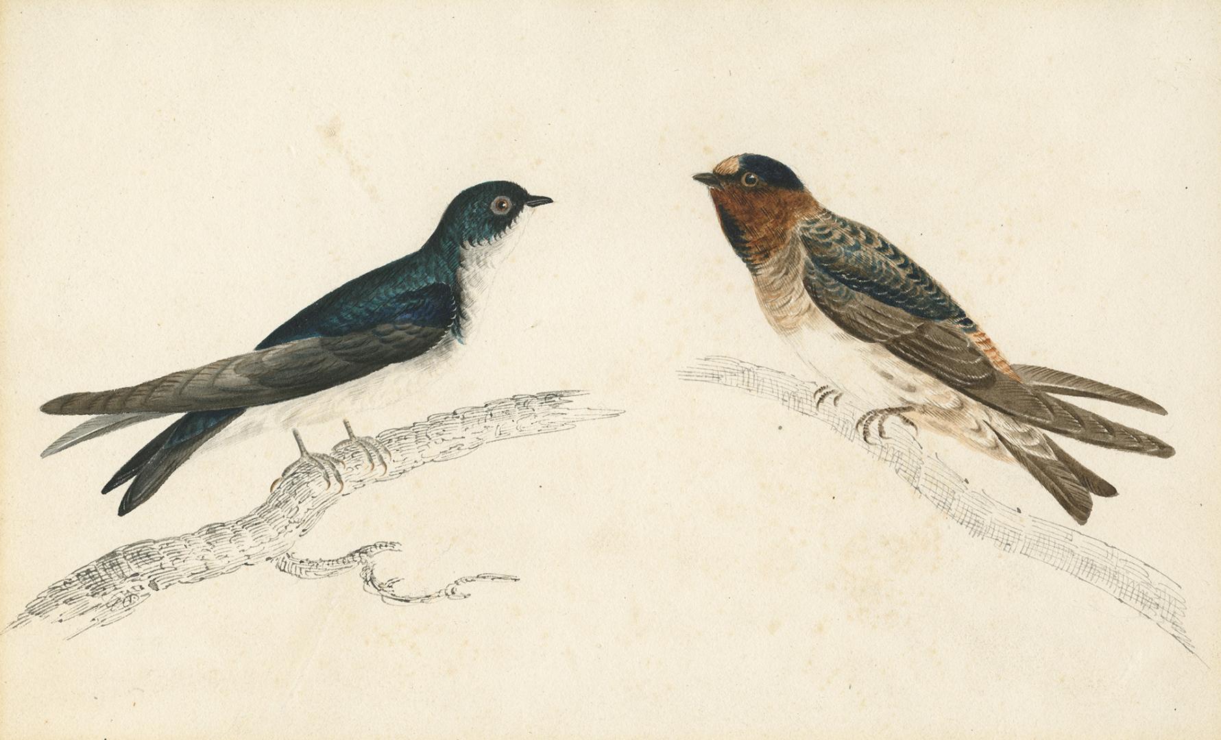 Tree Swallow and Cliff Swallow