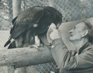 Golden Eagle thanks its benefactor, Raja, a golden eagle, leans over 92-year-old Roy Ivor, the naturalist with a bird sancturary on Mississauga Rd. where the eagle lives