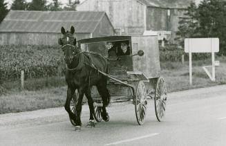 Horse and buggy at the Elmira farmers' market