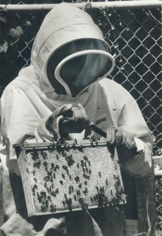 Busy as a beekeeper