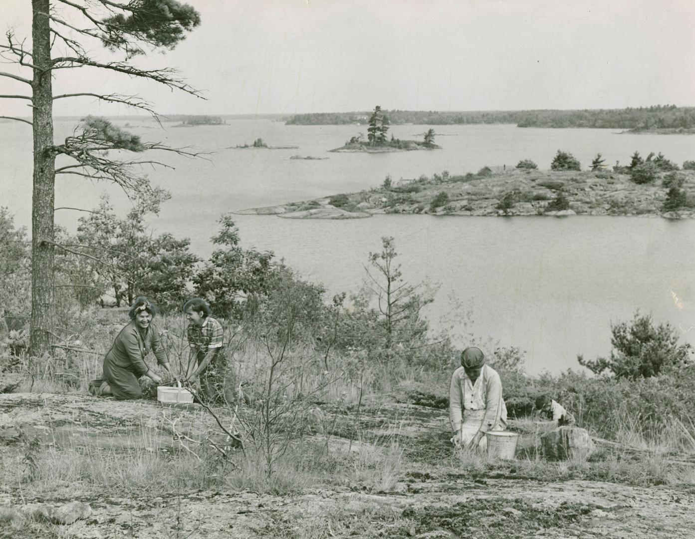 Members of the Shawanaga Reserve are seen here busily engaged in picking the tiny fruit, 25 miles north of Parry Sound on Georgian Bay