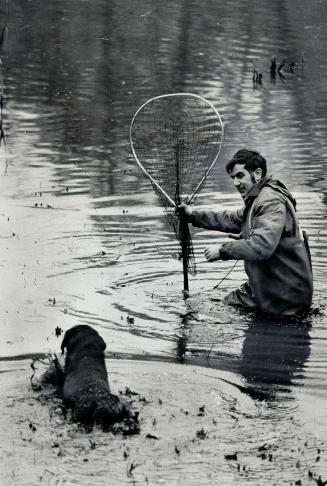 Prowling Grenadier Pond today with his Labrador retriever, Gunner, Canada's duck-calling chmapion Ray Baldakin carries a net in case the sound of his quacking lures elusive Ringo, the mallard duch with her bill sealed shut.