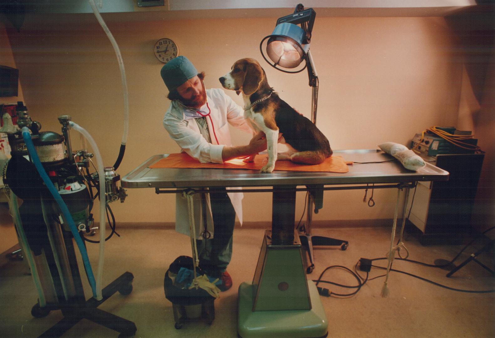 Take a deep breath: Dr. Galln Forsyth of the Willowdale Animal Hospital checks out patient Mickey.