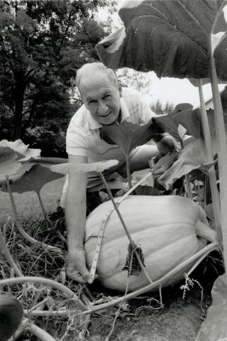 Made to measure: Ken Moore, director of the vegetable competition at the Woodbridge Fall Fair, has only five weeks to grow his pumpkin to prize-winning size