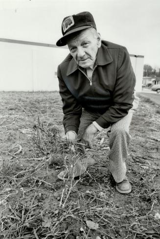 What's left: Jack Orrock, 80, shows what is left of the vegetable garden he used to tend behind the beer in Woodbridge.