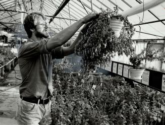 Conrad Richter, who produces the 300-variety seed catalogue of Richter nursery in Goodwood, works with ginger mint herbs in a greenhouse in the nursery's herb farm