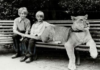 The Lautens boys, Stephen (left) and Richard, thought nothing of posing with this lioness during a 1971 visit to the Rome zoo