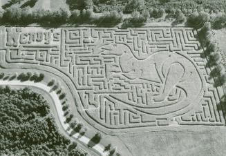 Corn maze at Glen Haffy Conservation Area in Caledon, Ont.