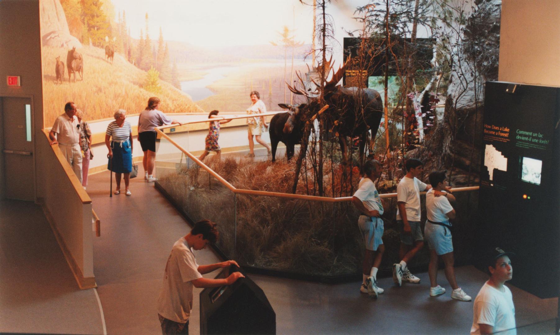Moose on display at the New Visitors Centre in Algonquin Provincial Park, Ontario