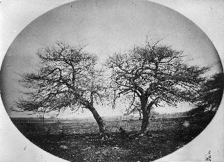 Fort George, thorn trees near Fort George, said to have been planted by French officers stationed at Fort Niagara