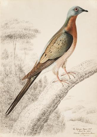 In the foreground, a colourful and graceful bird sits on a pen-and-ink branch. It has a blue he ...