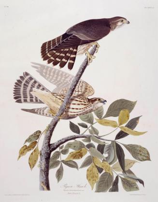 Pigeon Hawk