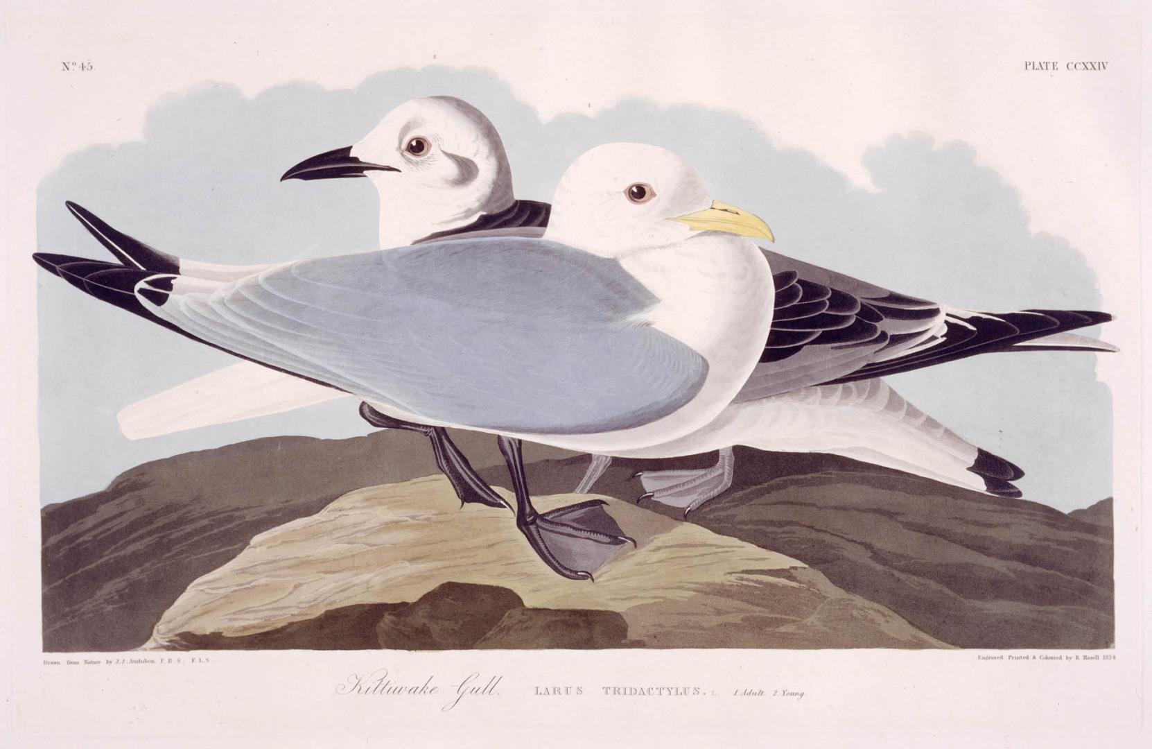 Kittiwake Gull