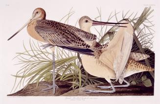 Great Marbled Godwit