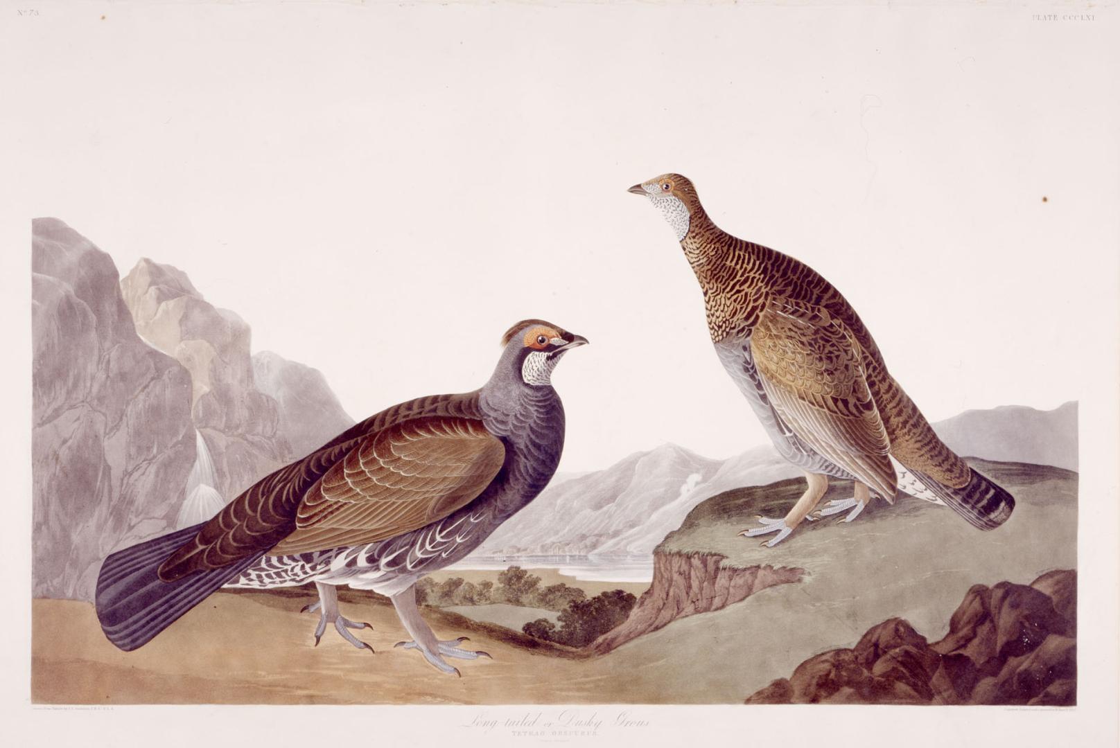 Long-tailed or dusky grouse