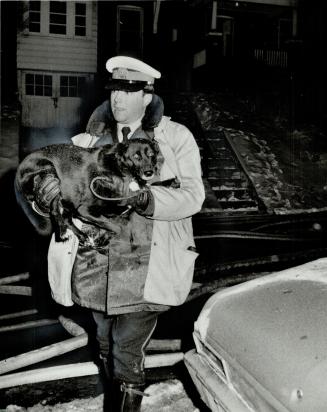 Dog rescued: A dog belonging to one of the families involved in the east Toronto to fire is carried to safety