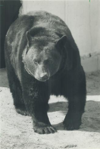 Ben, A Black Bear