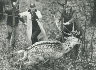 Its leg broken after it was released by vandals, this spotted fallow buck had to be destroyed