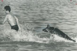The dog days of hot summer weather are here again--and a German shepherd named Pal was enjoying them yesterday, splashing happily at Woodbine Beach wi(...)