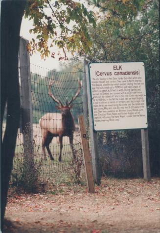 Animals - Elk