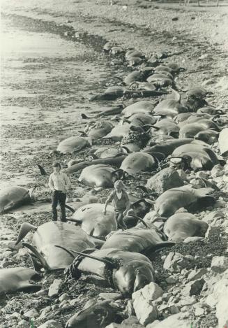Deadly remains
