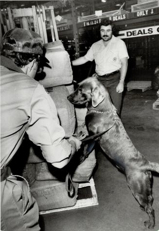 Sharp nose: Police dog, Condor, a new member of the Canada Customs, drug team, sniffs cargo at Pearson Airport watched by his handler, left, and a cargo terminal worker, Paul Barber
