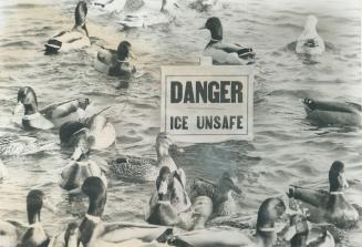 Paddling around in Grenadier Pond in High Park, wintering ducks blithely ignore the sign warning that the nonexistent ice is unsafe. It is likely to r(...)