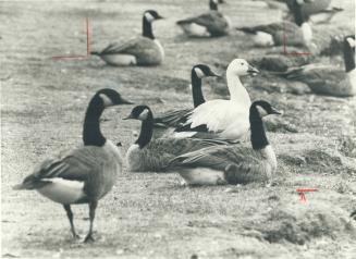 Birds - Geese - miscellaneous
