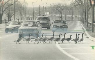 These geese would be Christmas dinners if Toronto Alderman Tony O'Donohue's plan for killing the stately birds was put into effect