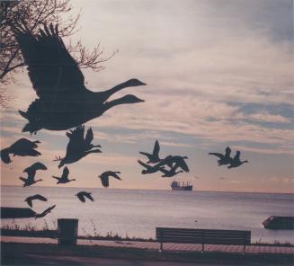 Birds - Geese, Canada (2 of 2 files) (color)