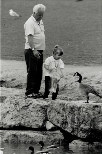 Bold boose. Robert May of Scarborough and his granddaughter Marissa, 3, have fun feeding a Canada goose at Bluffers Park, while a pair of mallards look on