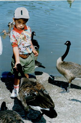 Quack-snak: 3-year-old Sean Mindra feeds gaggie of hungry geese at Rouge Beach Park