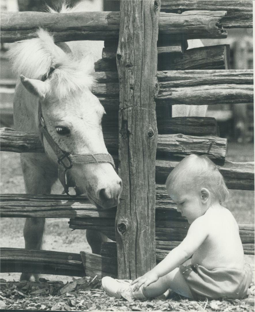 Above left, Ryan Love, 13 months, gets close to a donkey at the Far Enough Farm on Centre Island