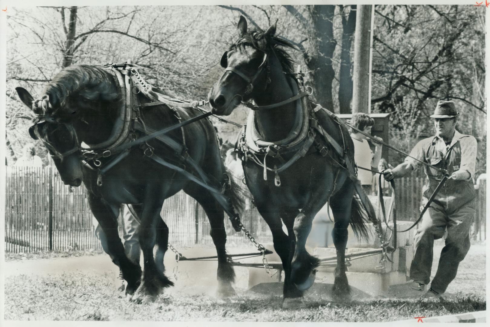 Pulling for the year. Demonstrating their power, farmer Bob Danford of Stirling guides his team of Percheron horses as they strain to pull concrete bl(...)