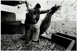 Slipper business: A fisherman can earn about $25,000 a year in about 200 days of smelt fishing