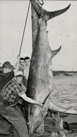 The day's biggest was this 850-pound swordfish landed at Louisburg, the centre of Cape Breton's swordfish industry