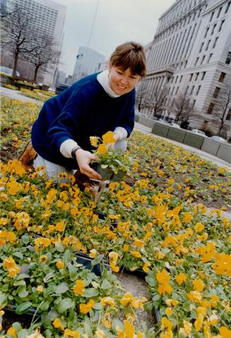 Metro parks gardener Dorothy Carneiro plants some of 60,000 pansies set out to brighten the downtown on University Ave