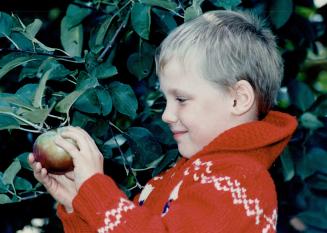 An apple a day at Chudleigh's farm, It's apple-picking time at Chudleigh's in Milton, and Bobby butt, 6, a student at Roseland Junior School, was eage(...)