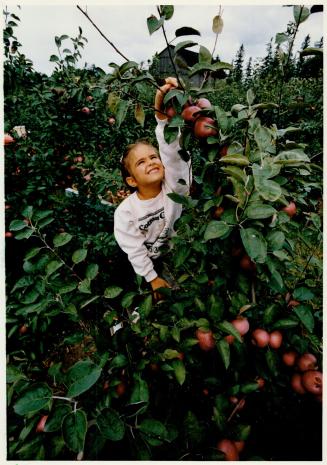 The pick of the crop, Marianna Passafiume, 5, of Applewood farm near Stouffville, shows her method of plucking the ripe, rosy apples from a tree