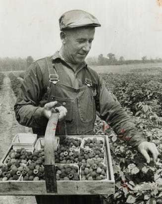 Berry picker, If you are lucky enough to know friends who live in the country, or have lush berry bushes, do plead with them to go out picking. It's fun and it's healthy