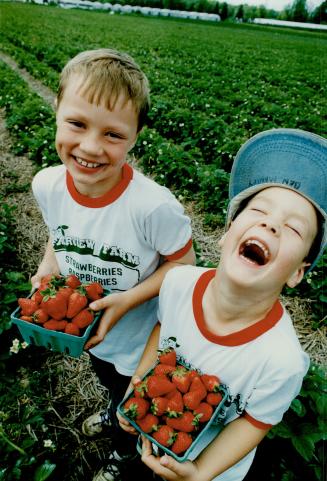 Berry Good: Graham Manley, left, and brother Benjamin get a start on berry picking